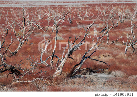 Desolate dead tree branch landscape in sierra nevada evokes lonely somber mood across barren red field during harsh dry climate season Desolate dead tree branch landscape in sierra nevada evokes lonely somber mood across barren red field during harsh dry climate season 141905911