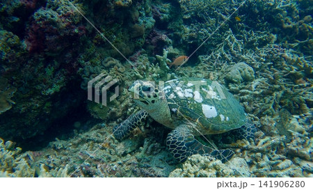 A critically endangered hawksbill sea turtle (Eretmochelys imbricata) resting among dense textured coral reef. Dauin, Philippines A critically endangered hawksbill sea turtle (Eretmochelys imbricata) resting among dense textured coral reef. Dauin, Philippines 141906280