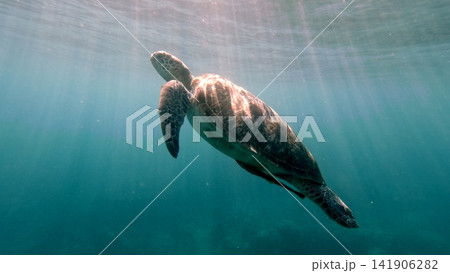 A green sea turtle (Chelonia mydas) wiith a live sharksucker (Echeneis naucrates) illuminated by rays of sunlight swimming through clear open water in a dreamy underwater scene. Dauin, Philippines 141906282