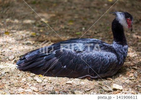 鳥綱 野生動物 野獣 141906611
