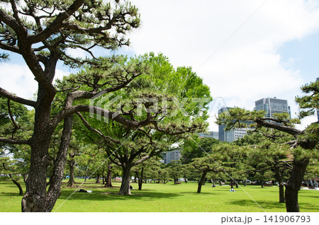皇居前広場　植込み 141906793
