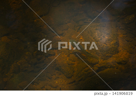 Young Fish Swimming 141906819