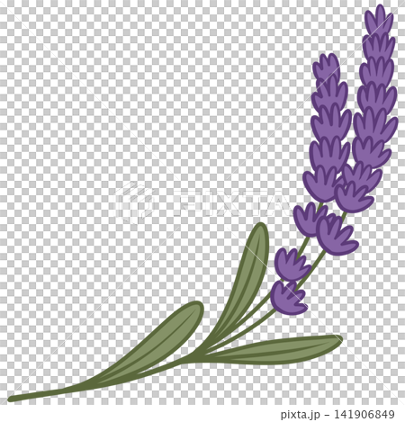 Elegant lavender floral stem illustration with purple blossoms and green leaves Elegant lavender floral stem illustration with purple blossoms and green leaves 141906849