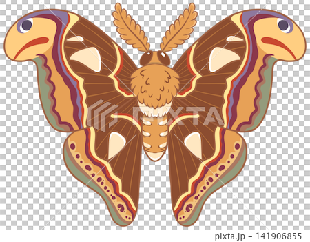 Majestic atlas moth illustration showing snake head wing tips pattern Majestic atlas moth illustration showing snake head wing tips pattern 141906855