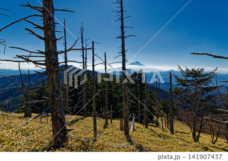 晩秋の大菩薩連嶺・牛奥ノ雁ヶ腹摺山の枯木群と富士山 晩秋の大菩薩連嶺・牛奥ノ雁ヶ腹摺山の枯木群と富士山 141907437