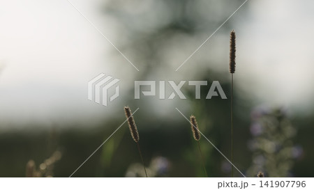 closeup nature background of a rural field with various plants and herbs closeup nature background of a rural field with various plants and herbs 141907796