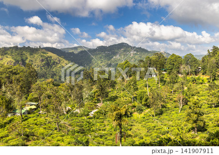 Vast Green Tea Plantation and Lush Hillside Landscape Under a Dynamic Sky on a Bright Day. Mountain landscape near Ella in Sri Lanka. Vast Green Tea Plantation and Lush Hillside Landscape Under a Dynamic Sky on a Bright Day. Mountain landscape near Ella in Sri Lanka. 141907911