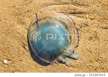 Close-up of a captivating blue jellyfish washed ashore on a warm, sandy beach under bright daylight, highlighting aquatic textures. Ostend, a coastal city in Belgium, Europe. Close-up of a captivating blue jellyfish washed ashore on a warm, sandy beach under bright daylight, highlighting aquatic textures. Ostend, a coastal city in Belgium, Europe. 141907914