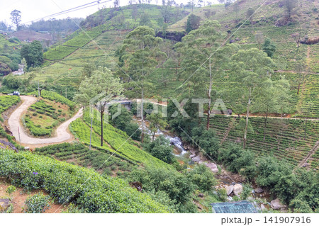 A verdant tea plantation hillside near Nuwara Eliya in Sri Lanka. Lush Green Tea Plantation Hills with Winding Road and Serene Stream on a Bright Day A verdant tea plantation hillside near Nuwara Eliya in Sri Lanka. Lush Green Tea Plantation Hills with Winding Road and Serene Stream on a Bright Day 141907916