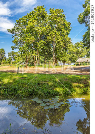 Udawalawe National Park in Sri Lanka. Vibrant natural landscape with a tranquil pond reflecting lush green trees under a bright blue sky, ideal for serene travel imagery 141907917