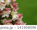 雨に濡れたアジサイ 141908096