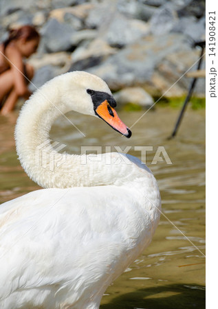 A beautiful swan gently cleaning its feathers as it rests on the surface of a quiet pond. A beautiful swan gently cleaning its feathers as it rests on the surface of a quiet pond. 141908421
