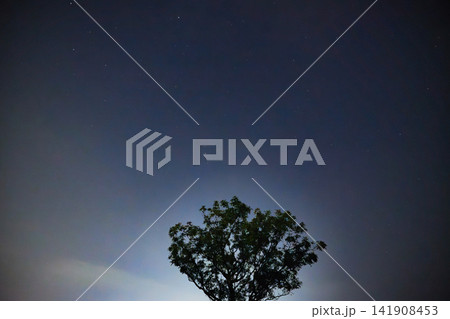 静寂な夜空に輝く星々と木のシルエット 141908453