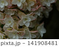 雨に濡れたピンクの紫陽花 141908481