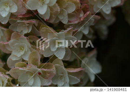 雨に濡れたピンクの紫陽花 雨に濡れたピンクの紫陽花 141908481