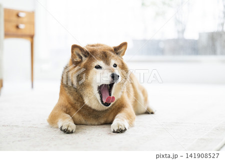 リビングであくびをする柴犬 リビングであくびをする柴犬 141908527