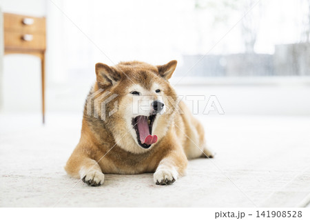 リビングであくびをする柴犬 141908528