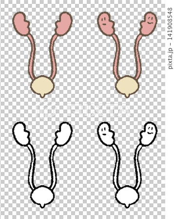 腎臟插圖和線條畫 腎臟插圖和線條畫 141908548