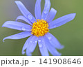 雨に濡れたマーガレット 141908646