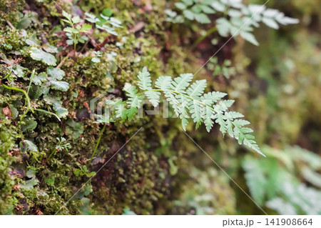 苔むした岩肌から美しく伸びる瑞々しいシダ植物の葉 141908664