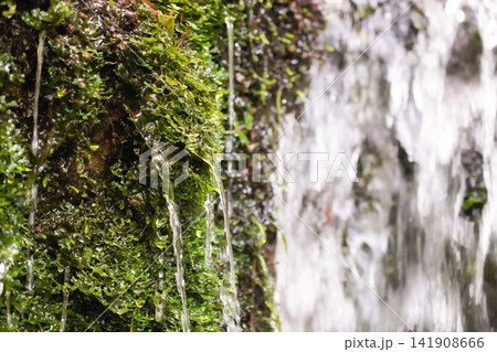 苔むした岩肌から美しく滴る湧水 141908666