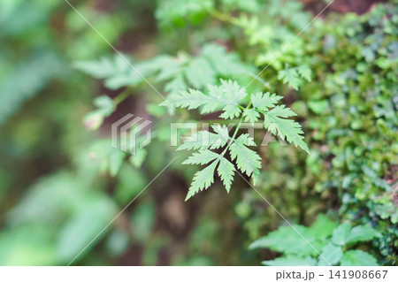 森の奥で静かに葉を広げる新緑の植物 森の奥で静かに葉を広げる新緑の植物 141908667