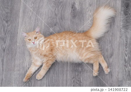 Top view of a fluffy ginger cat lying on grey laminate floor and looking up Top view of a fluffy ginger cat lying on grey laminate floor and looking up 141908722