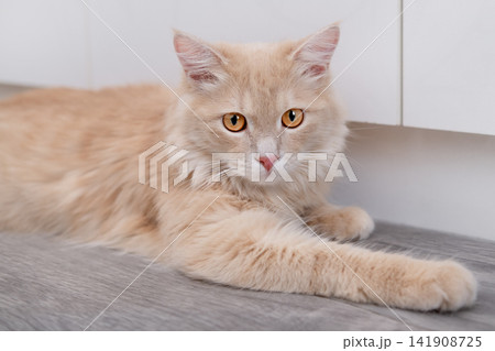 Adorable domestic cream tabby cat sitting by white cabinets close up Adorable domestic cream tabby cat sitting by white cabinets close up 141908725