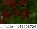 赤い紅葉 141908726