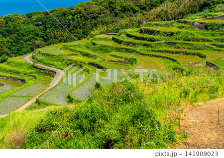 土谷棚田(田植え後)【長崎県松浦市】 土谷棚田(田植え後)【長崎県松浦市】 141909023