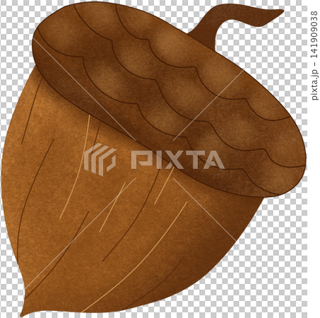 brown oak acorn illustration brown oak acorn illustration 141909038