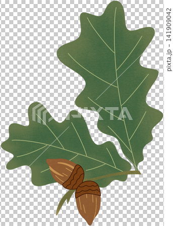 oak branch illustration oak branch illustration 141909042