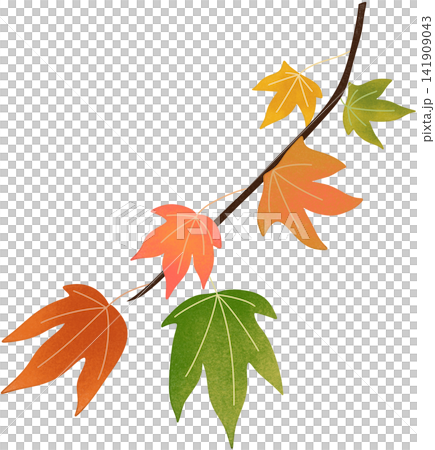 colorful maple branch colorful maple branch 141909043