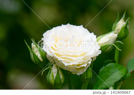 White roses in full bloom on a garden bush White roses in full bloom on a garden bush 141909067