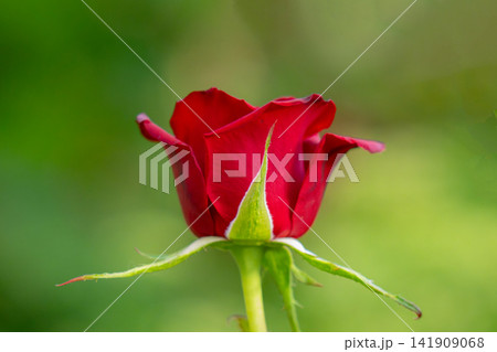 rose budding growing in garden setting rose budding growing in garden setting 141909068