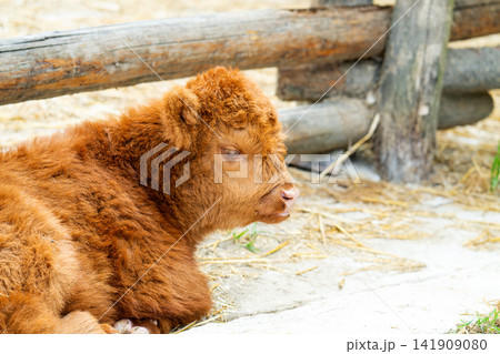 Highland cow bull. Wild animal and wildlife. Animal in zoo. Highland cow bull in zoo park. Wildlife and fauna. 141909080