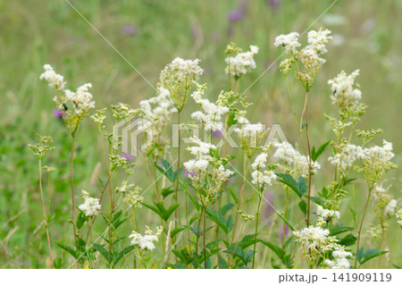 landscape of summer grass in the meadow landscape of summer grass in the meadow 141909119