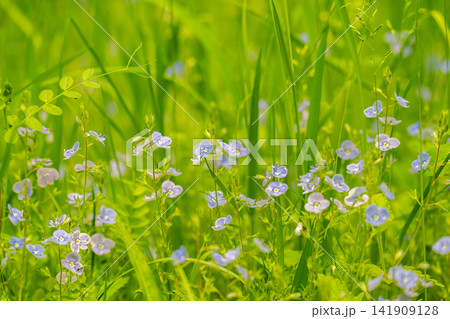landscape of summer grass in the meadow landscape of summer grass in the meadow 141909128