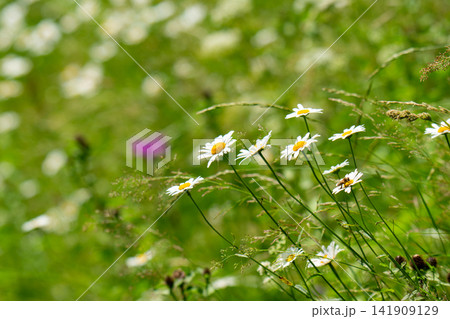 landscape of summer grass in the meadow 141909129