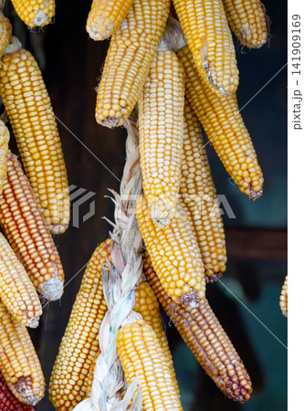 Medley of corn cobs stored under cover outbuildings 141909169