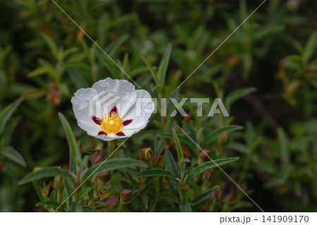 Cistus ladanifer flower with spotted petals and green leaves 141909170