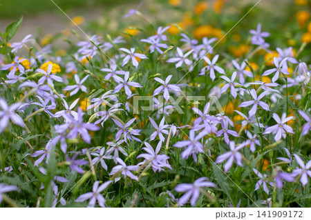 Isotoma axillaris star flowers in garden with yellow lantana behind Isotoma axillaris star flowers in garden with yellow lantana behind 141909172