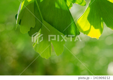 green Ginkgo leaves green Ginkgo leaves 141909212