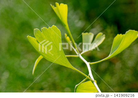 green Ginkgo leaves green Ginkgo leaves 141909216