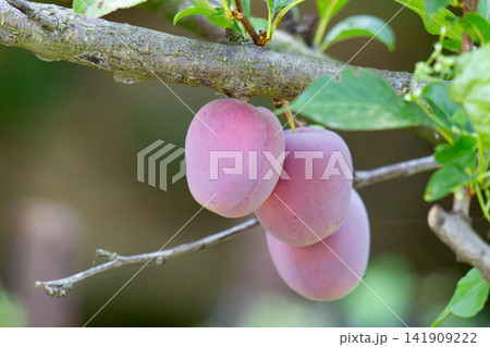 plum fruit on tree branch surrounded by green leaves plum fruit on tree branch surrounded by green leaves 141909222