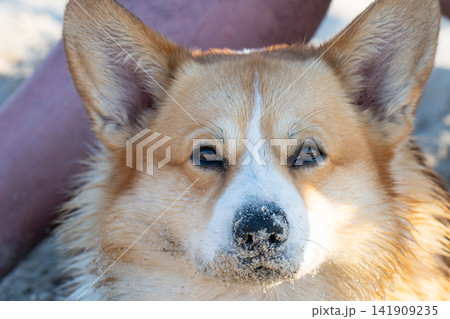 A corgi happily lounges on the sand on the beach. 141909235