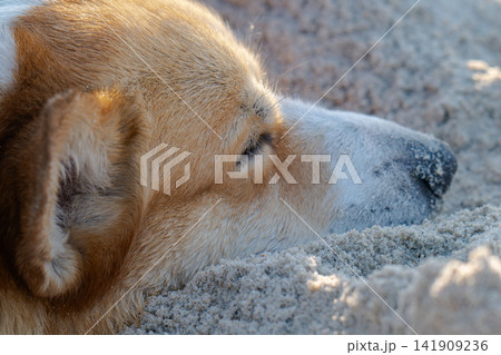 A corgi happily lounges on the sand on the beach. A corgi happily lounges on the sand on the beach. 141909236