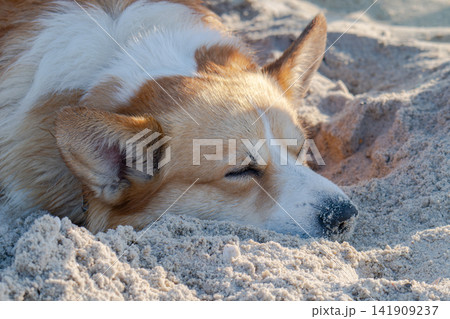 A corgi happily lounges on the sand on the beach. 141909237