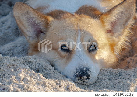 A corgi happily lounges on the sand on the beach. A corgi happily lounges on the sand on the beach. 141909238