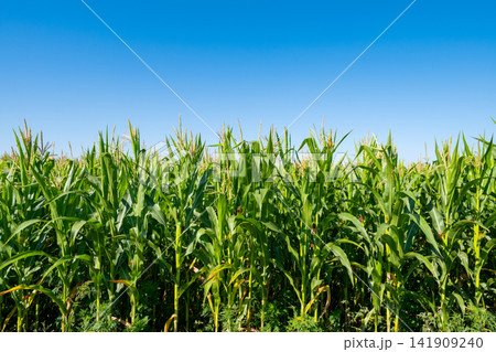 young fresh corn field growing, agriculture farming rural young fresh corn field growing, agriculture farming rural 141909240